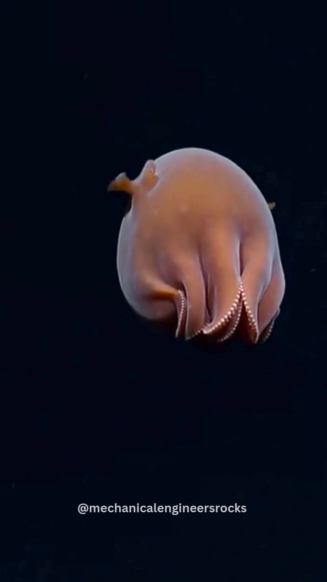 Deep-sea explorers have captured rare footage of a “Dumbo octopus ...