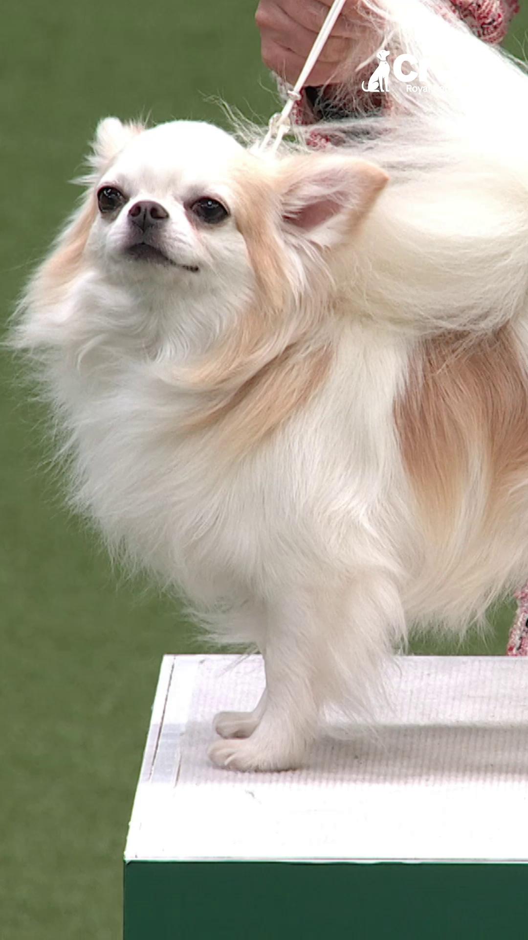 Chihuahua さま The smallest breed in the world takes its name from the Mexican
