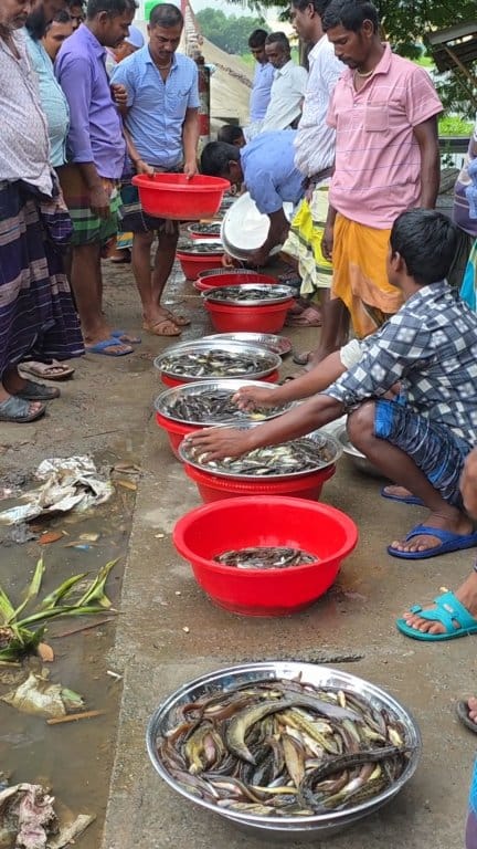 গ্রামের বাজারে সুন্দর সুন্দর মাছ দেখুন। #videoviral #fishing #flsh ...