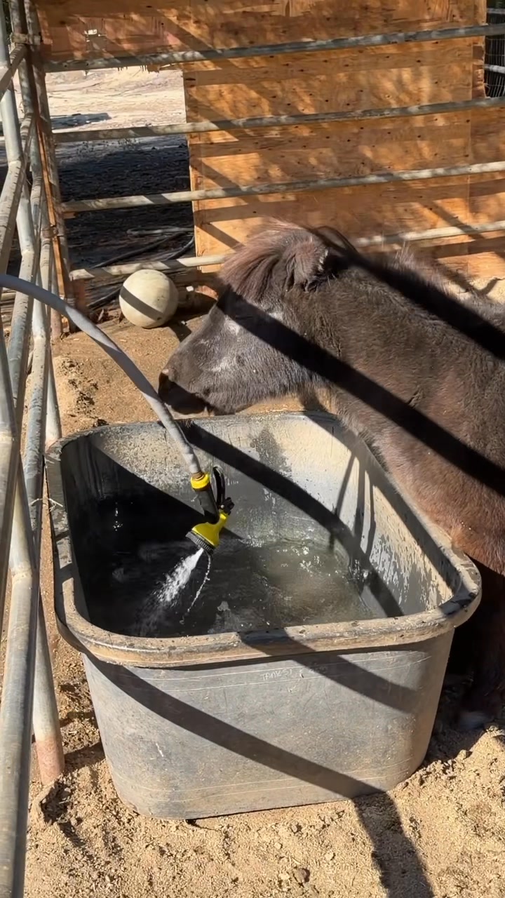 What’s the difference between horses and goats, you ask? Well…. | Kim ...