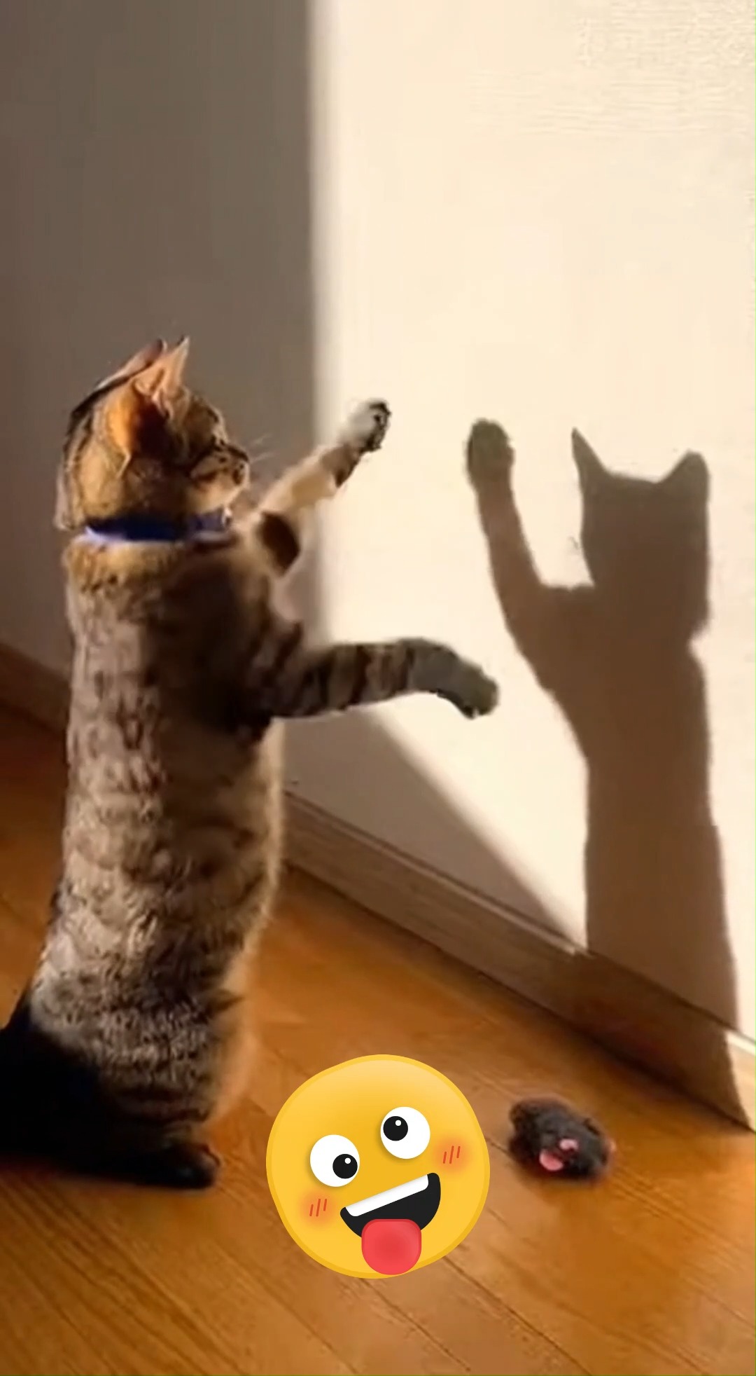 funny animals videos, animal comedy fun, pets being funny, silly animal ...