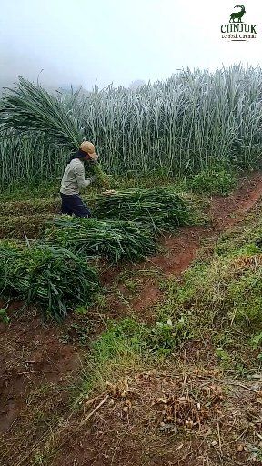 Folding fresh grass for sheep | Kang Ahmad | Facebook