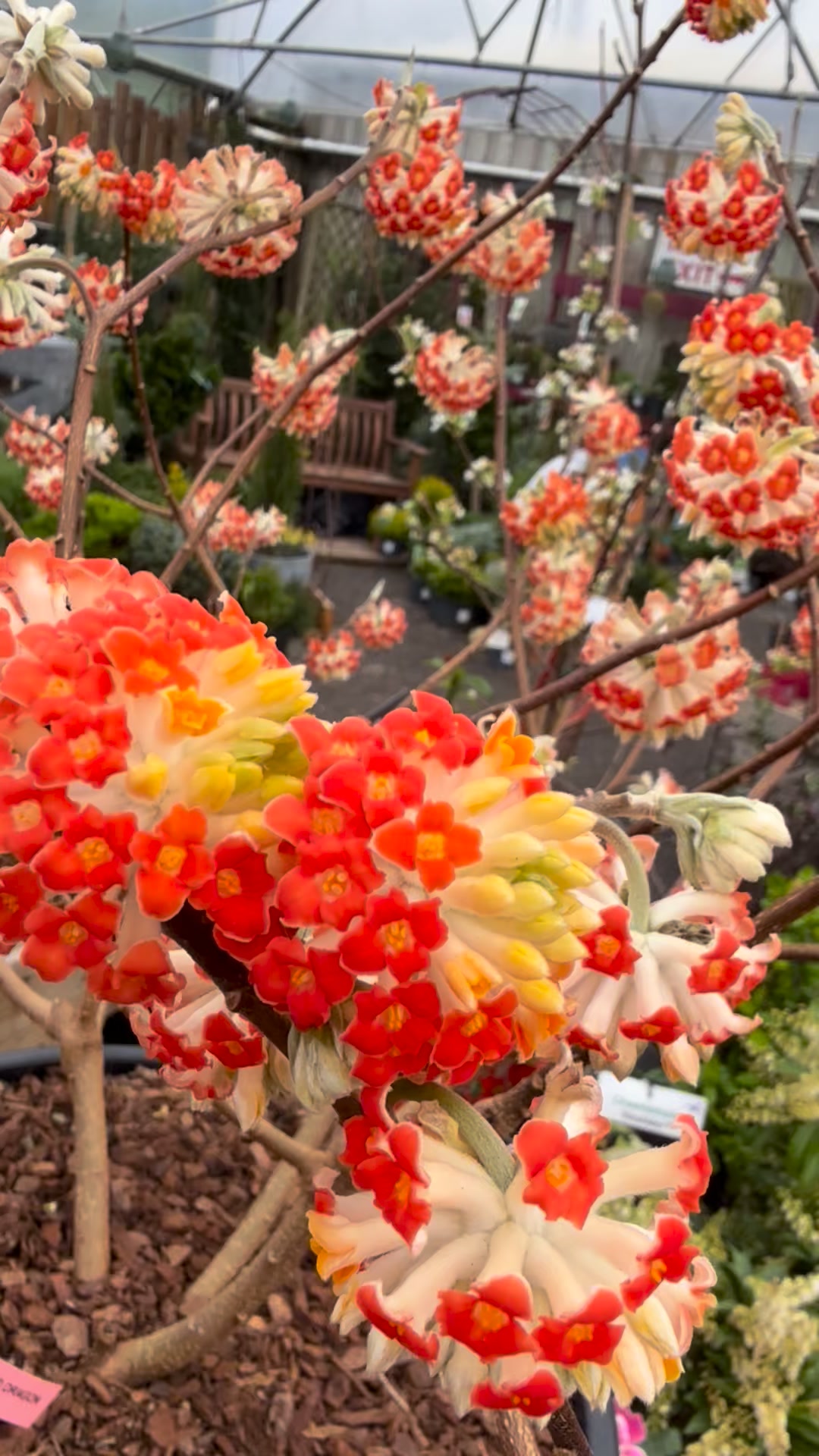 If you're looking for something truly special, Edgeworthia 'Red