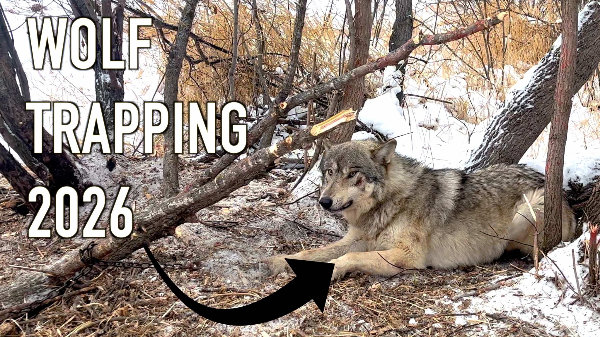 Wolf Trapping 2026 - Episode 1 - BIG START #trapping #hunting #wolf ...