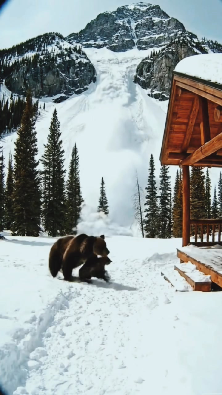 A remote cabin's trail camera in the Canadian Rockies captured an ...