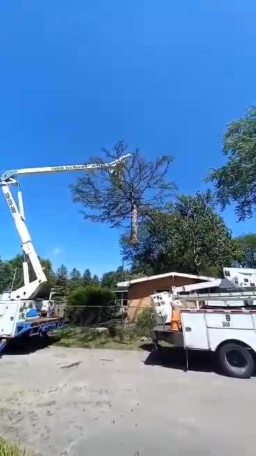 Embark Tree Removal