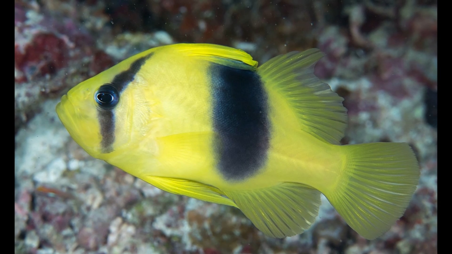 Quick facts about this marine fish that swallows large prey whole! The ...