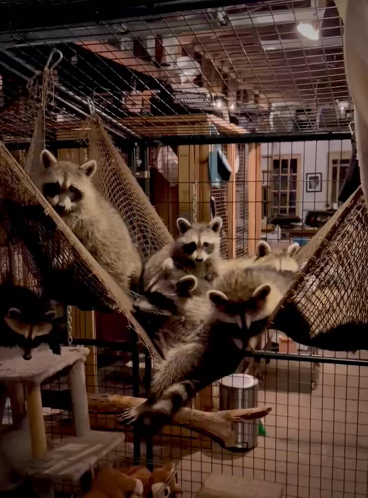 A dozen of 50 juvenille raccoons still in my care for the next month or ...