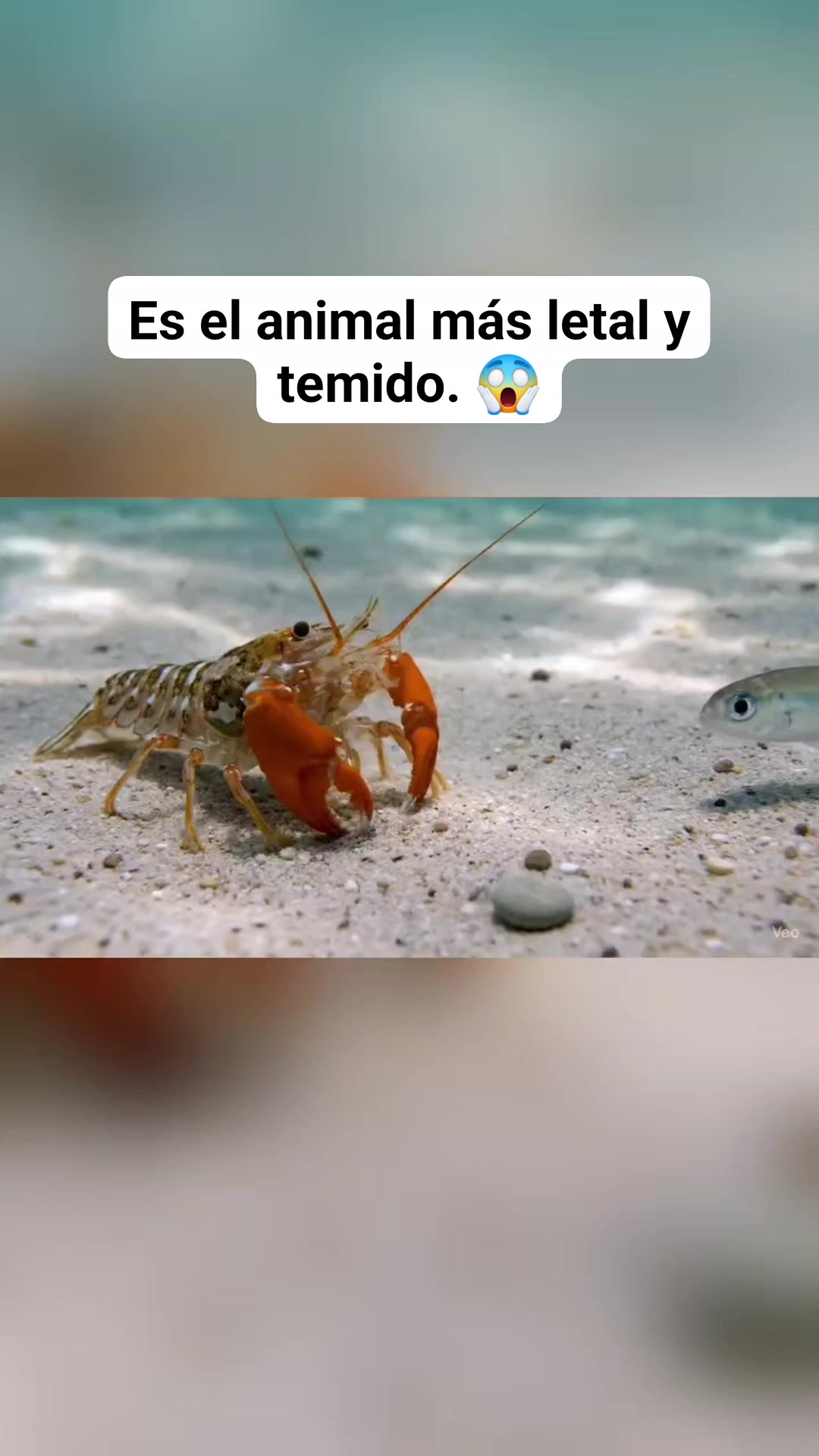 EL MÁS LETAL DEL OCÉANO. 😱 El camarón pistola es un diminuto pero ...