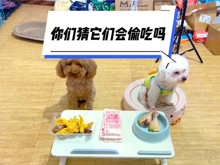 你们猜下它们会偷吃吗？#这狗怎么人模人样的 #狗子成精了 #逗你一笑😅😅😅烦恼忘掉 #看一遍笑一遍 #创作灵感 | 日常撸狗皮皮 | Facebook