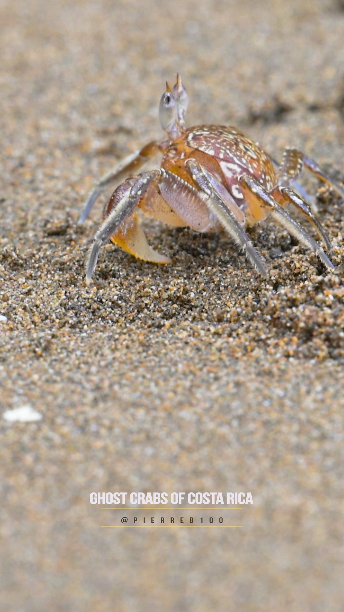 🦀 Ghost Crabs of Costa Rica 🦀 👀 On the beaches of Costa Rica, ghost ...