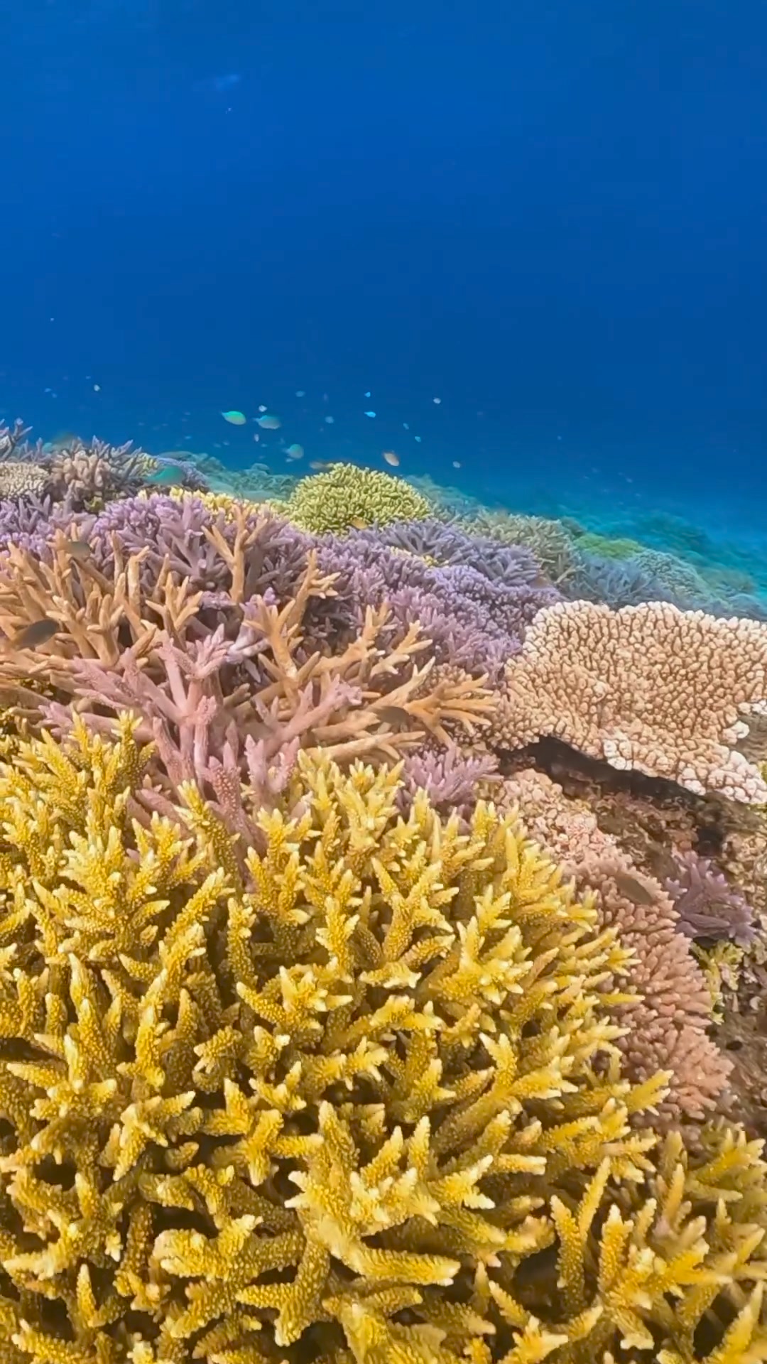 八重干瀨的珊瑚！ The corals of Yabiji. | Go2miyako 來去宮古島