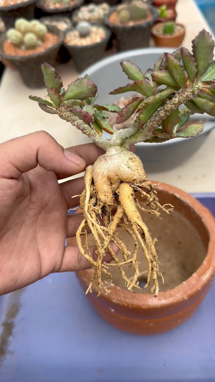 Caudex Plants For Sale | Facebook