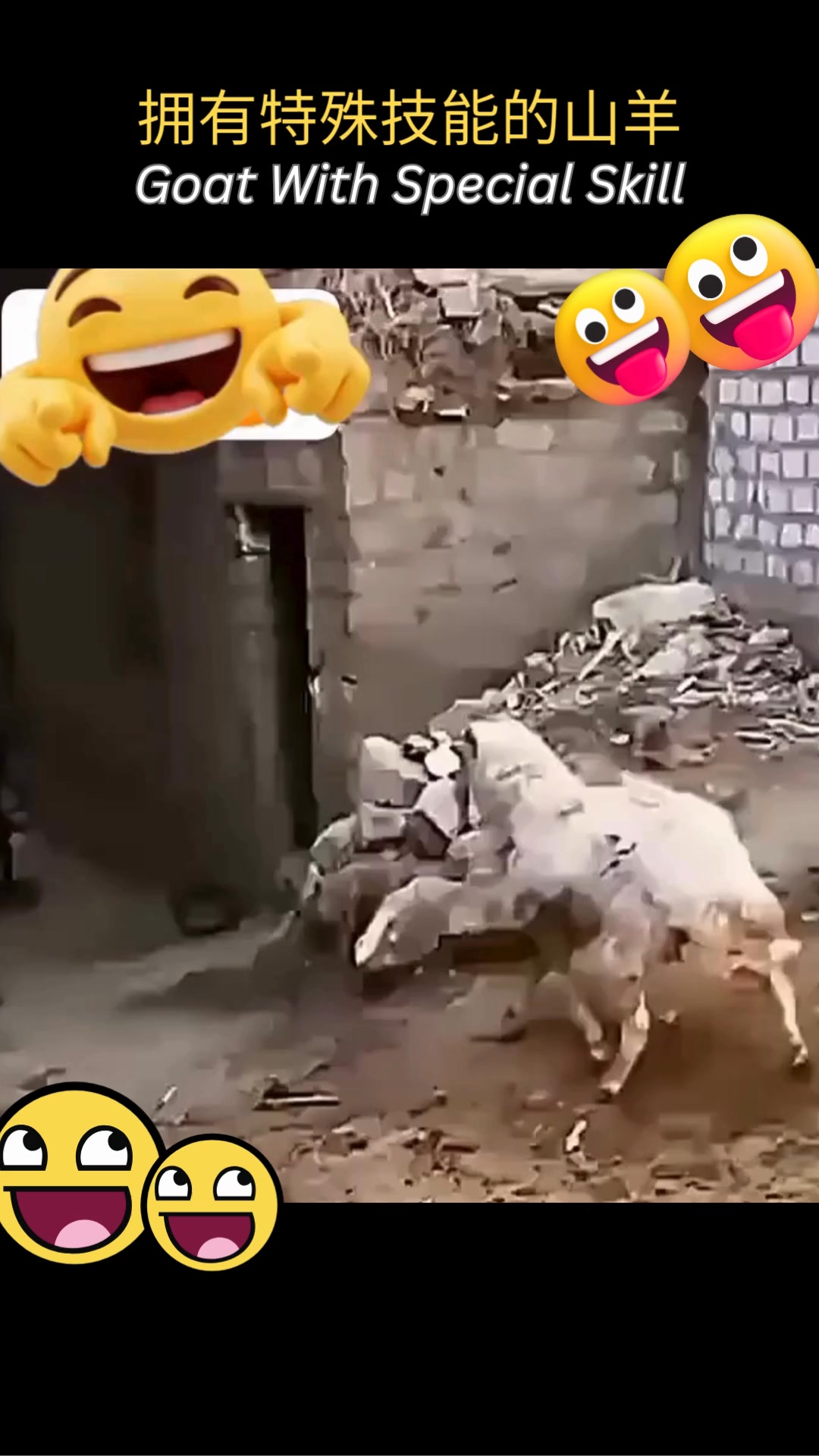 观察这只山羊在主人扔球时的能力以及它如何巧妙地做出反应 ⚽🦌👍👏😁Watch the ability of this goat when ...