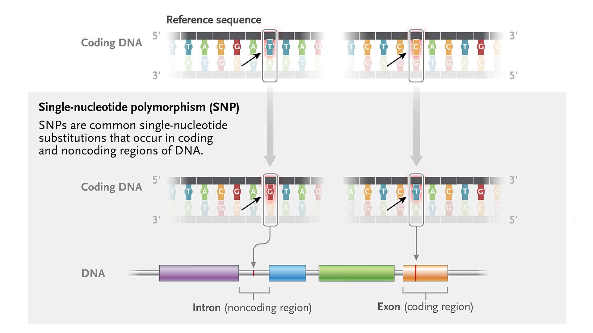 A 𝐬𝐢𝐧𝐠𝐥𝐞-𝐧𝐮𝐜𝐥𝐞𝐨𝐭𝐢𝐝𝐞 𝐩𝐨𝐥𝐲𝐦𝐨𝐫𝐩𝐡𝐢𝐬𝐦 (𝐒𝐍𝐏) is a type of variation affecting ...