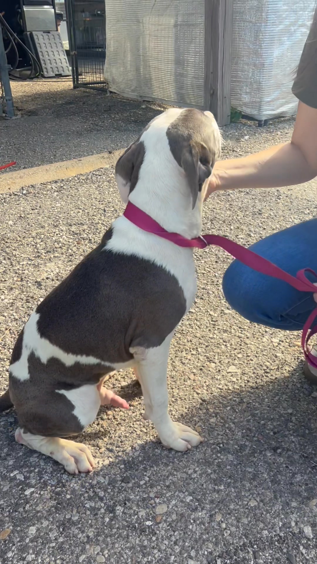 This is our sweet pitty pup Larry waiting for his kennel to free up at ...