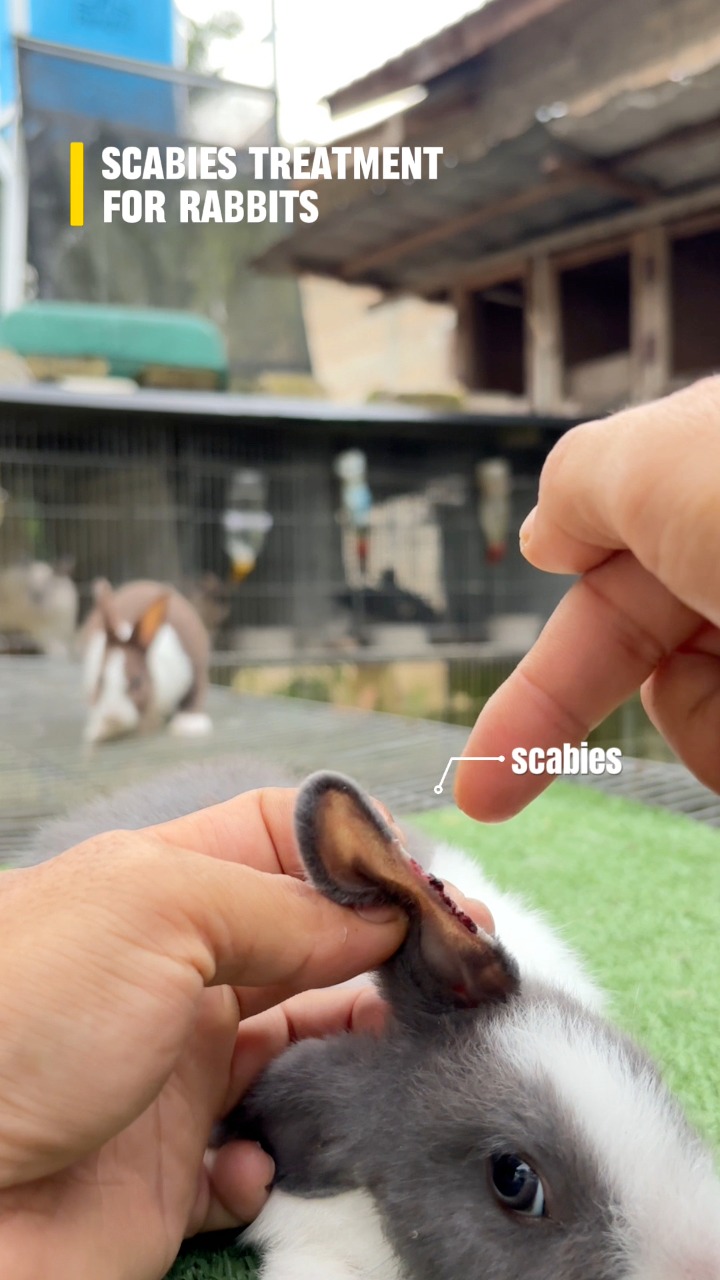 Scabies treatment for rabbits: - Isolate to prevent spread - Consult a ...