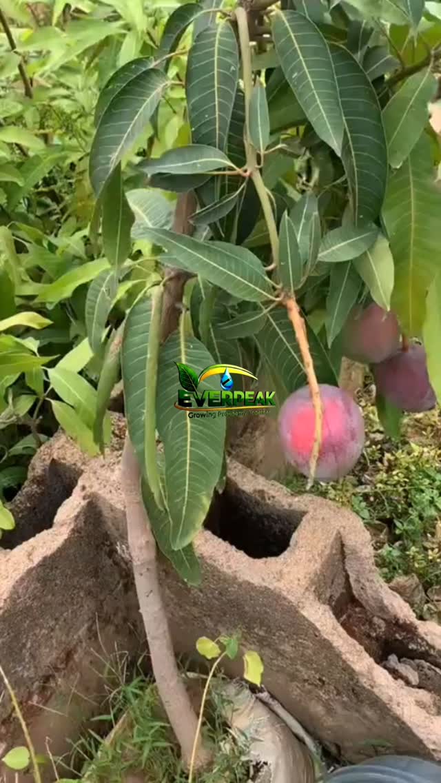 Hivi ndivyo kilimo cha kisasa kinavyoonekana Muembe mdogo lakini ...
