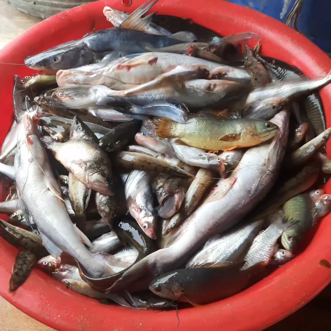 #চাদপুর | Abdullah Fish Market | Facebook