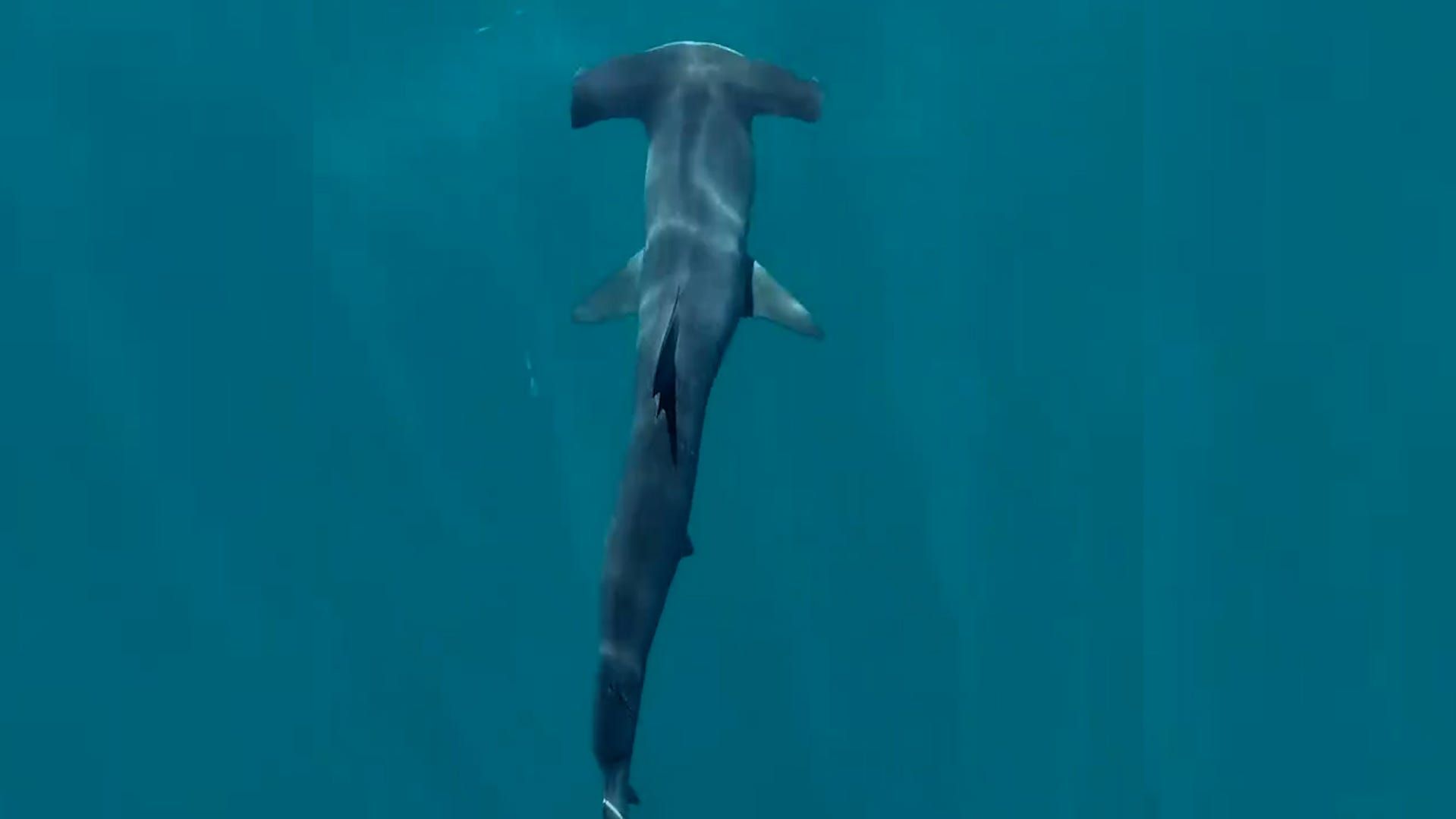 Rare hammerhead shark spotted off southern California coast. | The