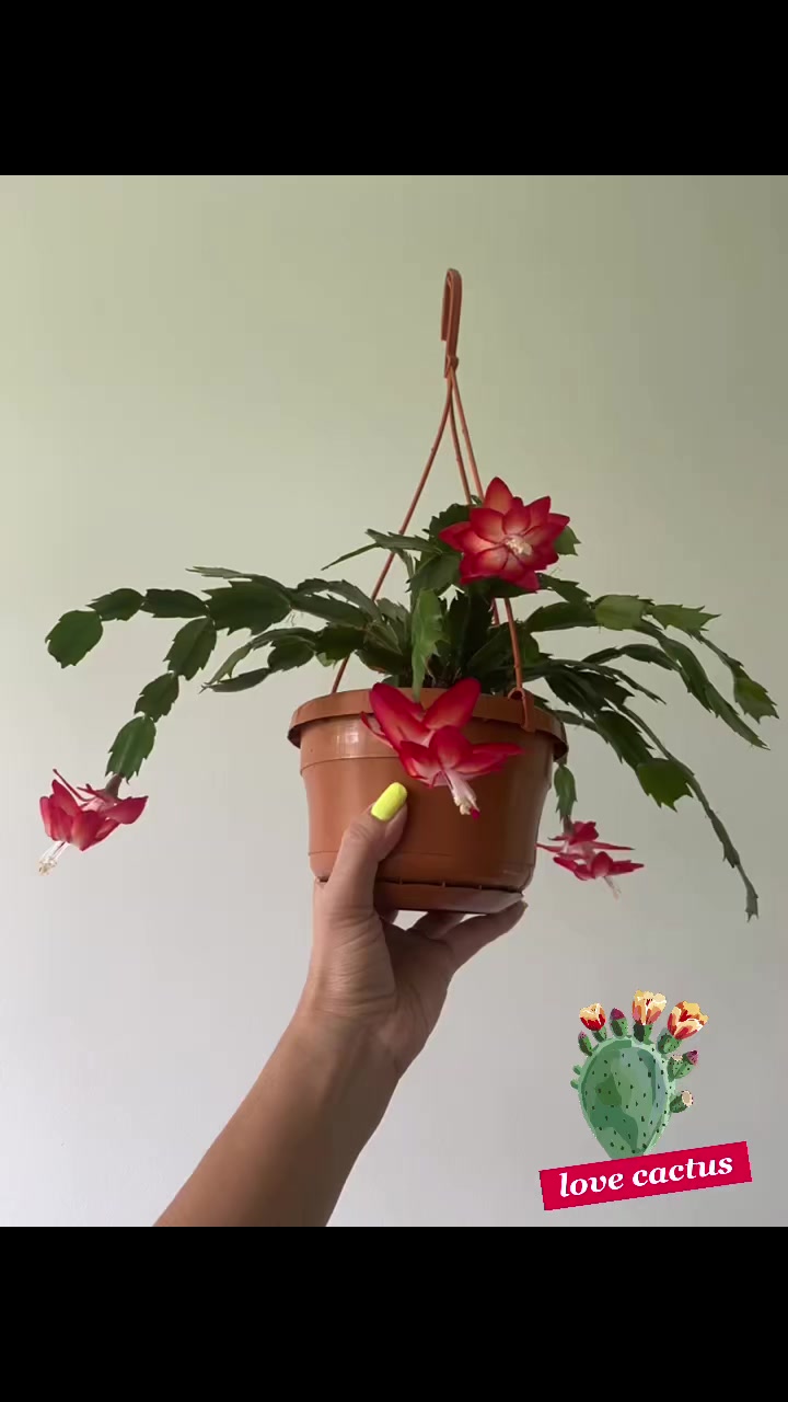 Plants R Us -Manila