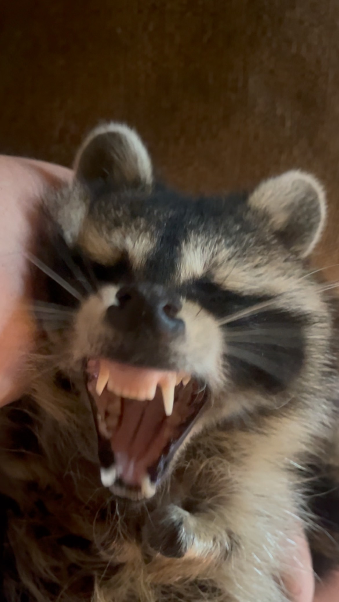 Big yawn 🥱 Sound on 🔊 for maximum cuteness *we are a legally licensed ...
