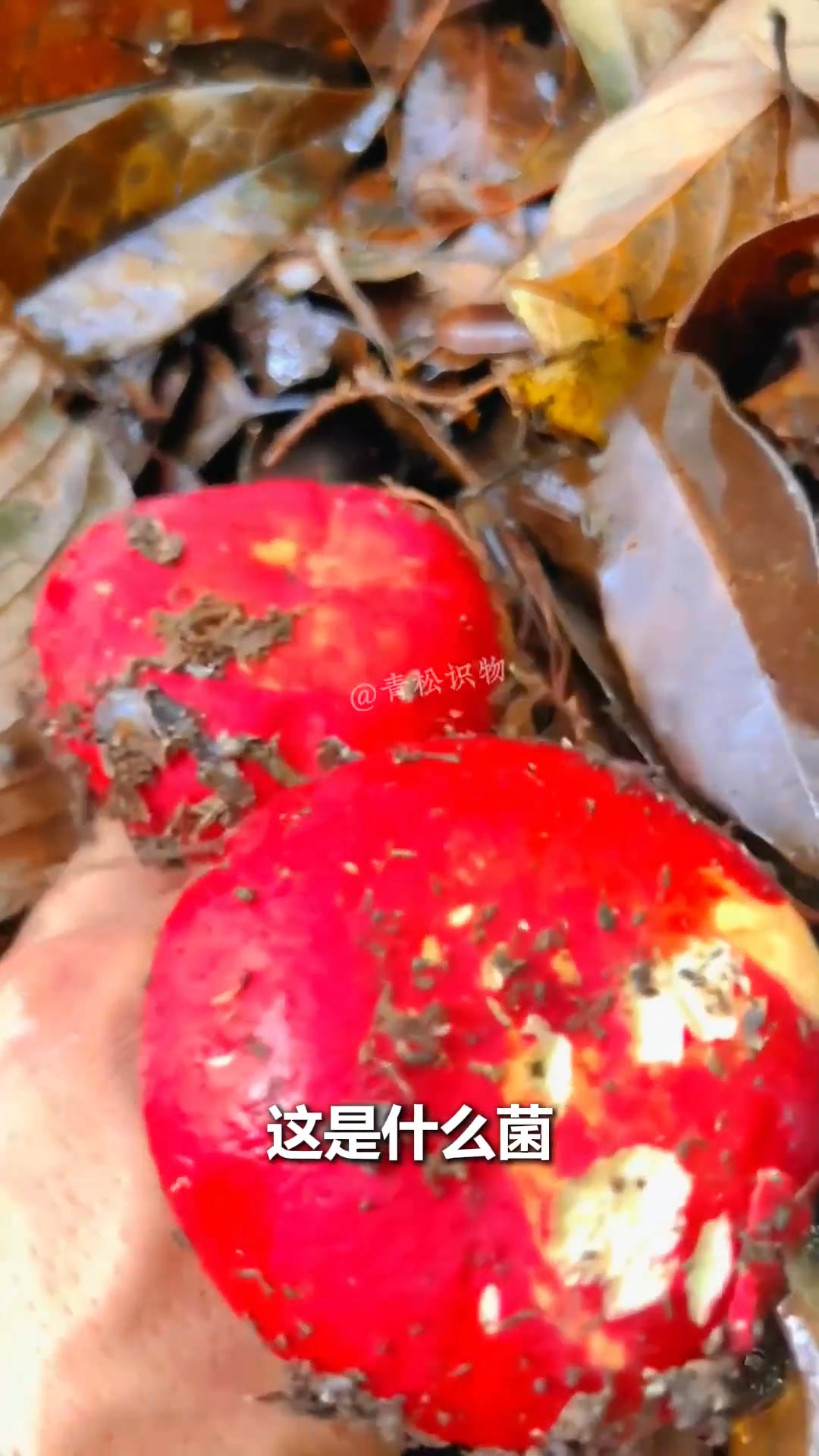 科普分享14种菌子，你见过几种？#菌子 #菌菇 #菌子的季节 | 中草药植物 | Facebook