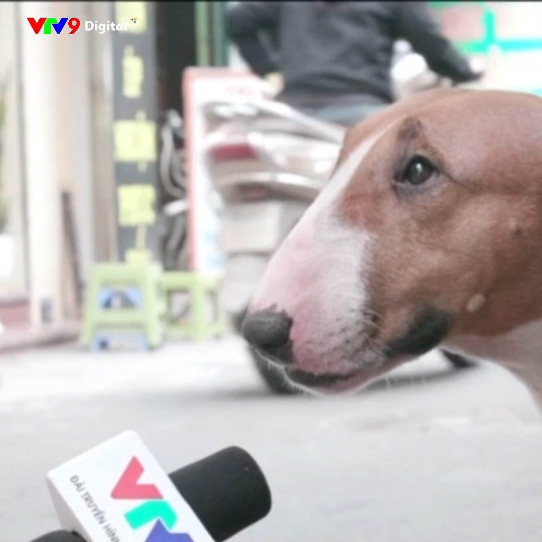 GIẢI MÃ SỰ THẬT 🐶 PHỎNG VẤN “CHÚ CHÓ TAM” – NHÂN VẬT HOT NHẤT MẠNG XÃ ...