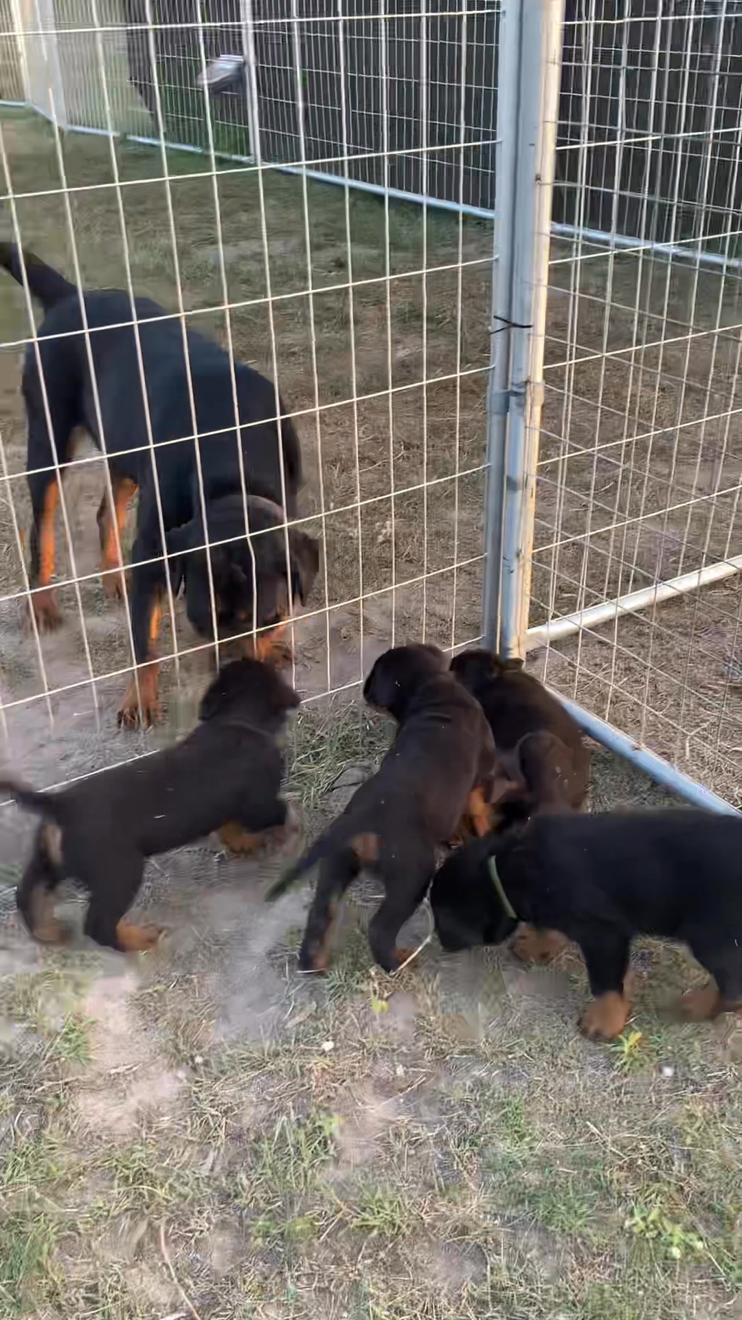 Growler Rottweilers on Reels | Facebook