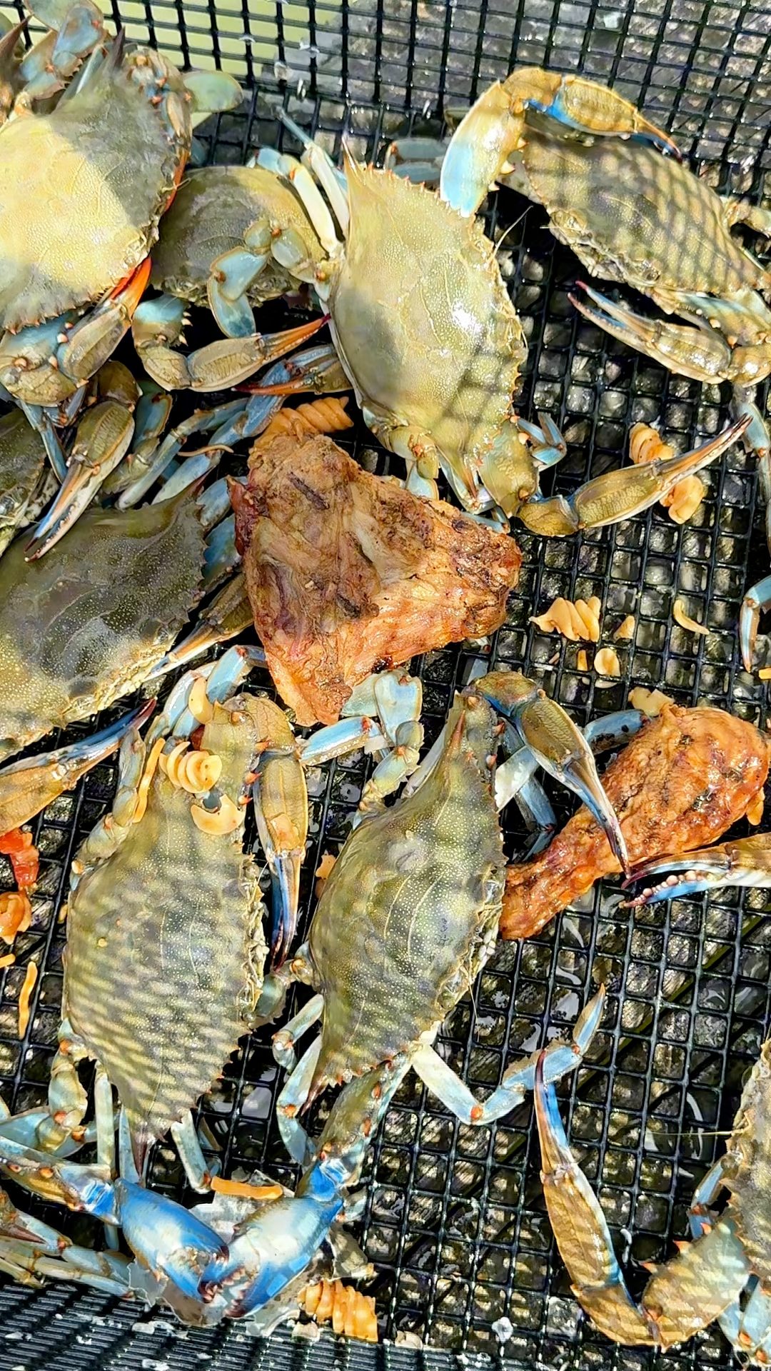 Had some leftovers from a cookout and fed it to my crabs. Y’all think ...