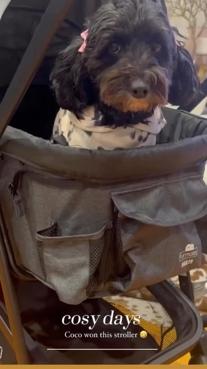 Furmates.au - Want to take your babies 👶🐶 out for a walk? K9 Co-Rider ...