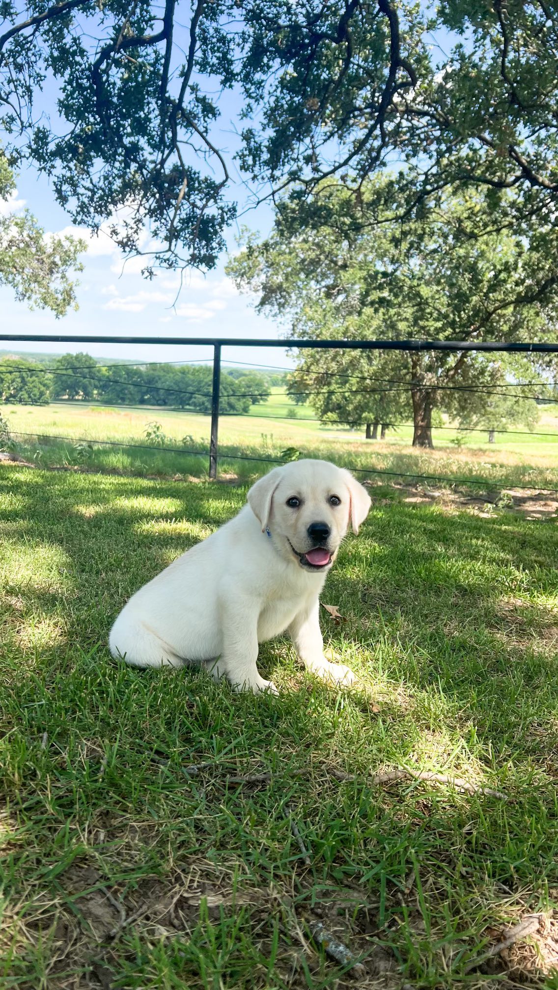 Taylor Ranch Labradors | Alvord TX