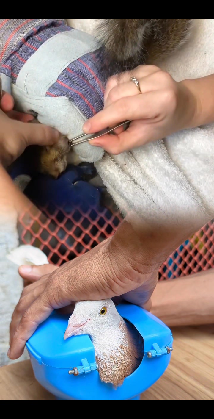 MD Juwel Loft - The process of botfly removal involves the... | Facebook