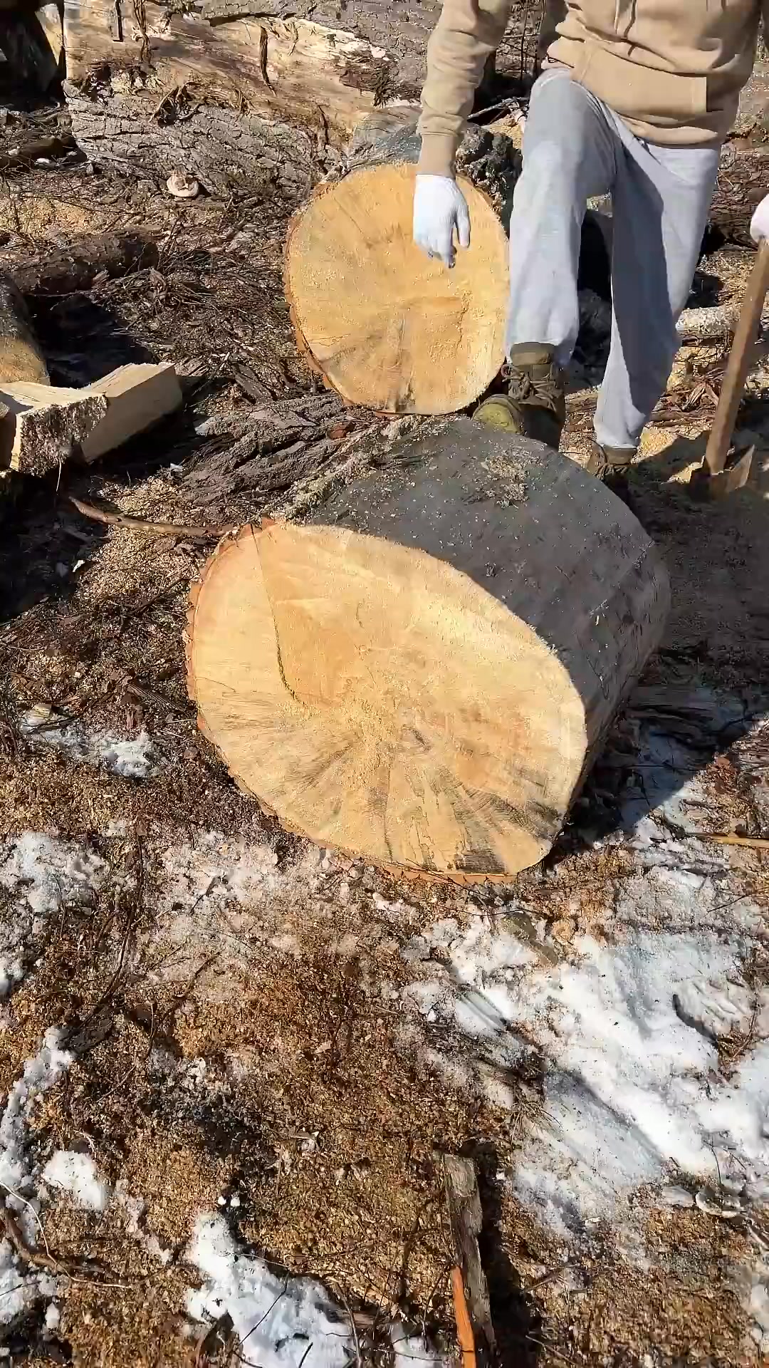 Splitting a Massive Log with Wedges! #firewood #axe #woodworking #wood ...