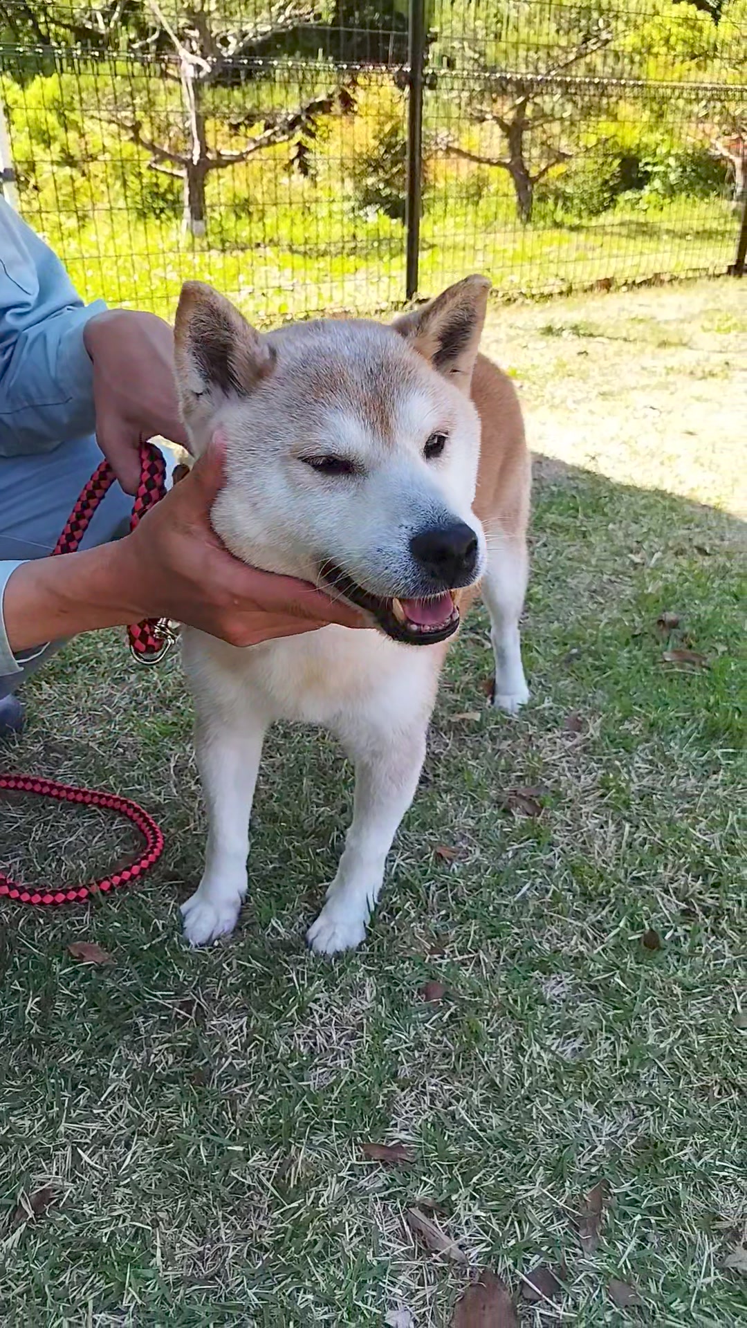 佐世保 保護 犬