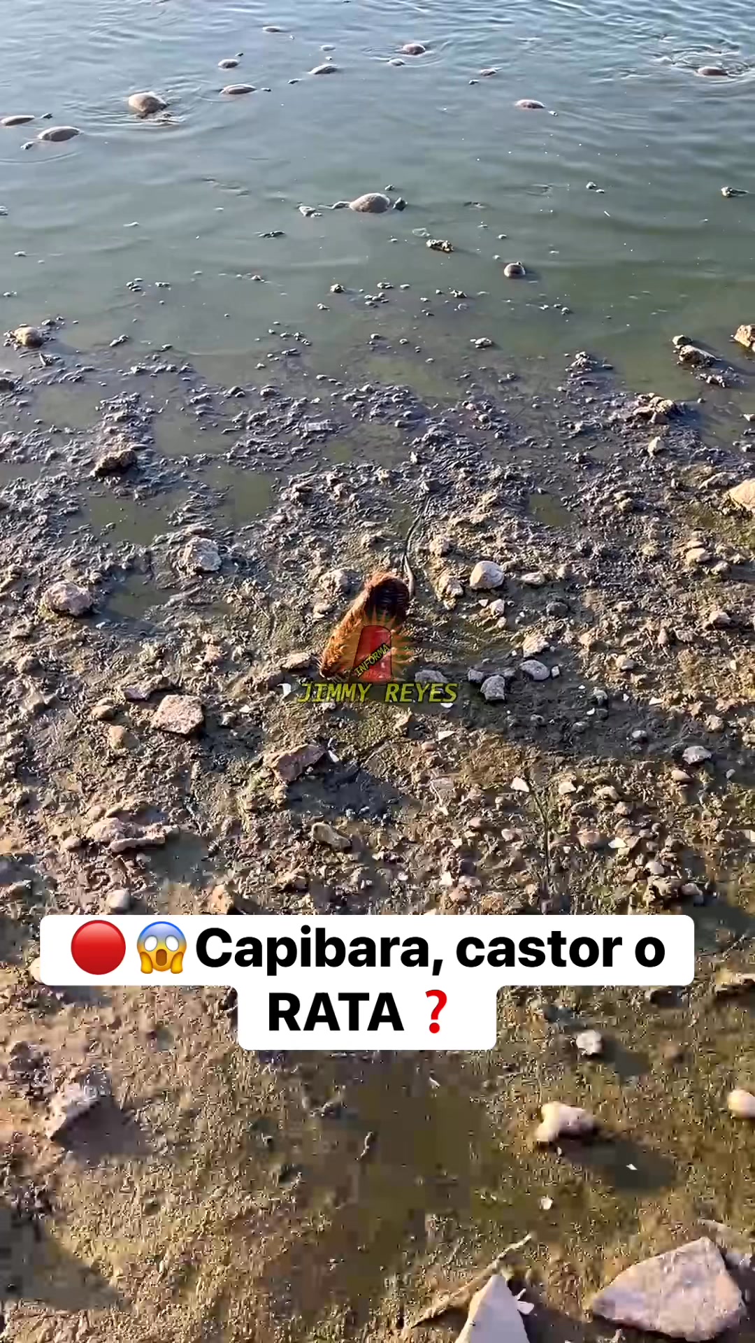 🔴😱Capibara, Castor o RATA en el parque Cultural de #Reynosa | Jimmy Reyes