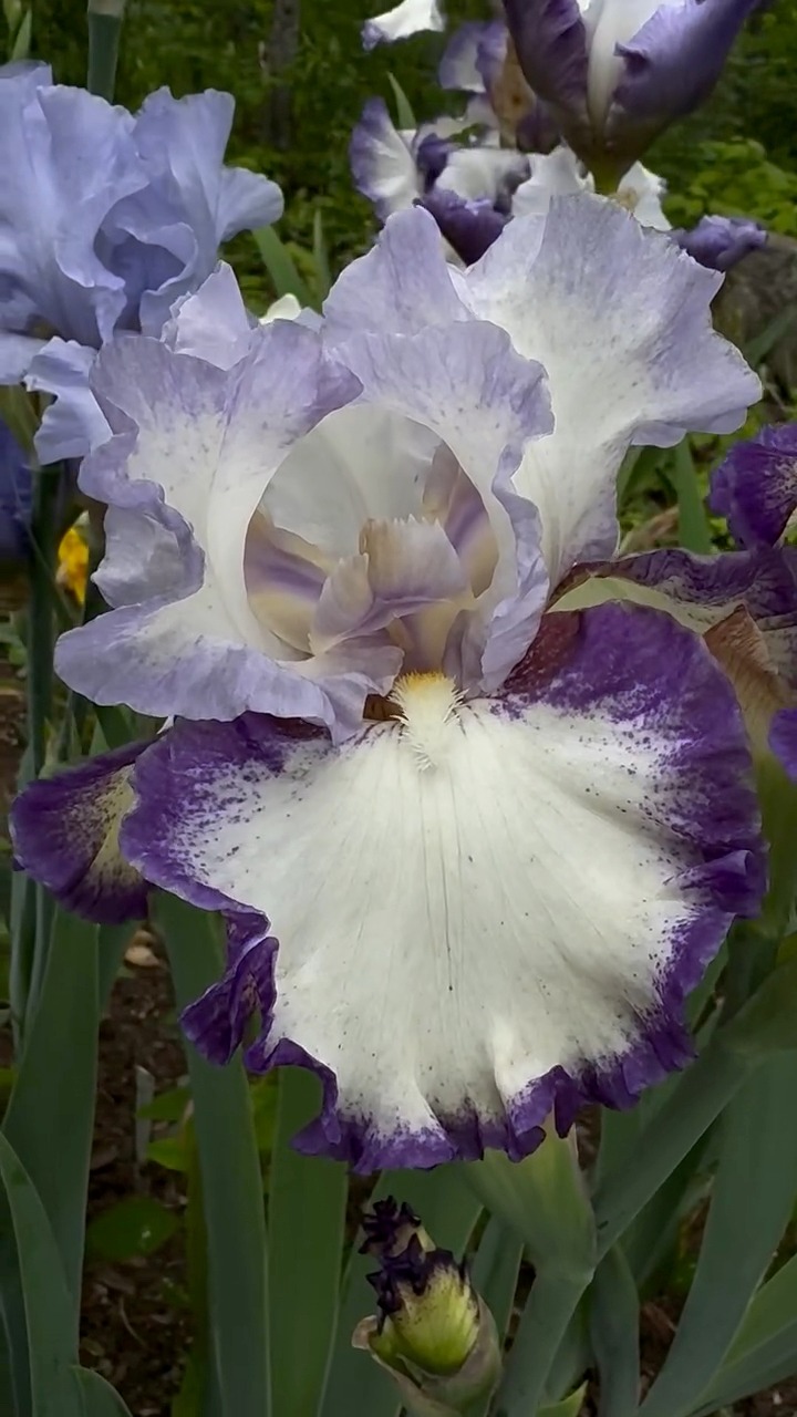 Iris Rings True, Schreiner 2016 #Iris #beardediris #irises Schreiner's ...