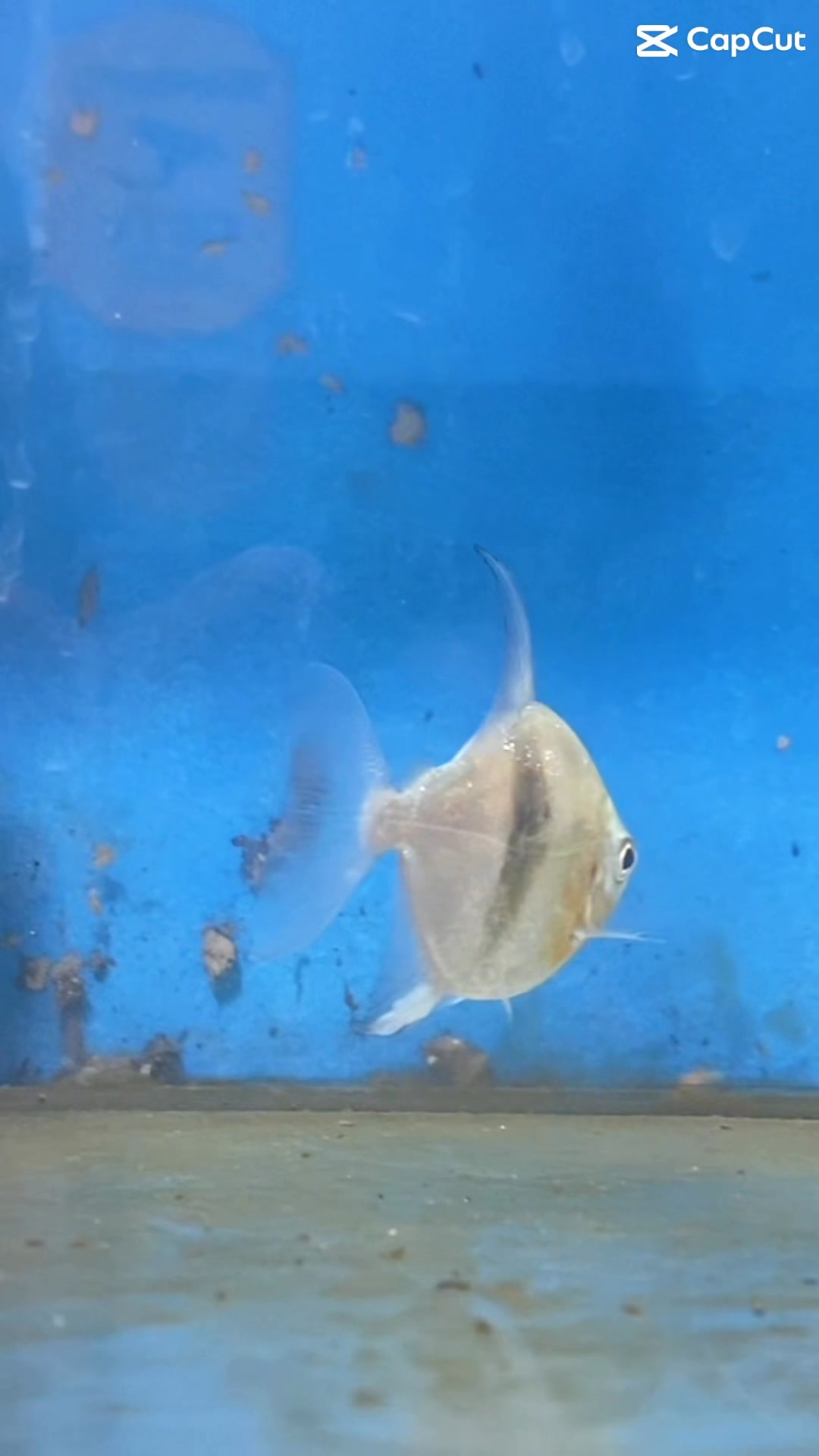 emperor hooks fish Live Wide Bar Silver Dollar Blue Hook  Nature Aquariums EBH  , The "Emperor