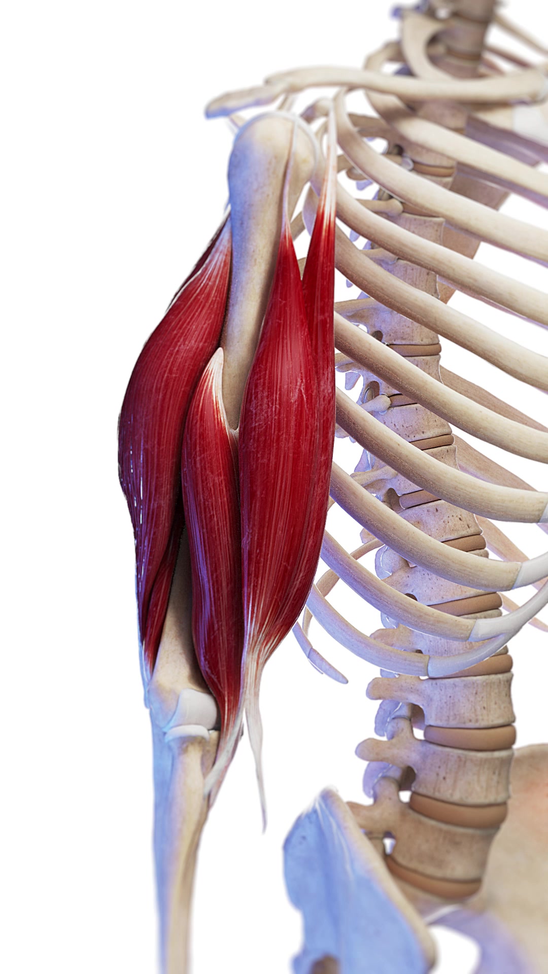 🌟 The Biceps Muscle: Anatomy and Movement 🌟 The biceps brachii, located ...