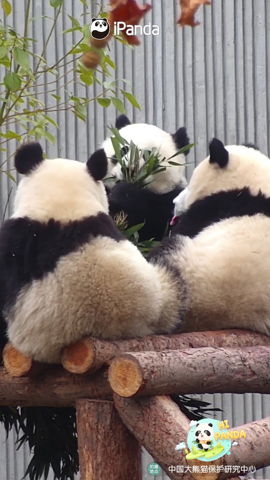 I feel really uneasy with all of you watching my bamboo like this. # ...