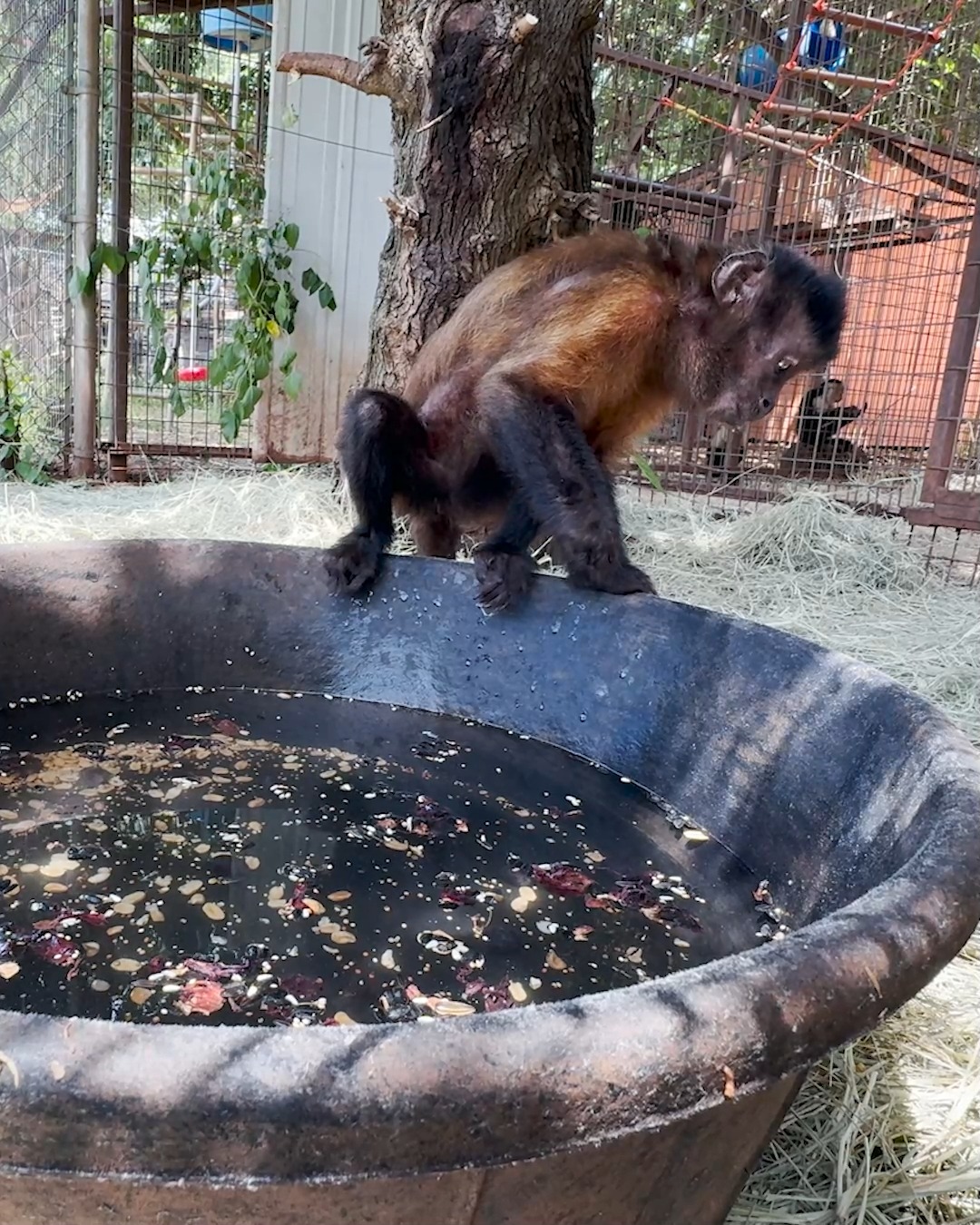 It’s HOT !!! so today the monkeys enjoyed some water-based enrichment ...