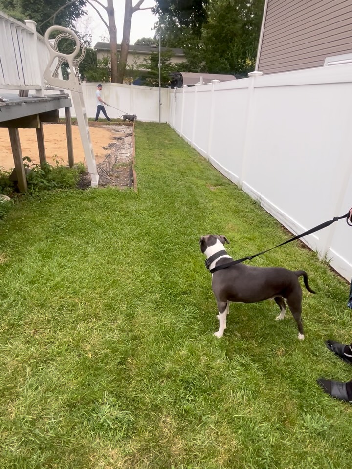 Embark Dog Training