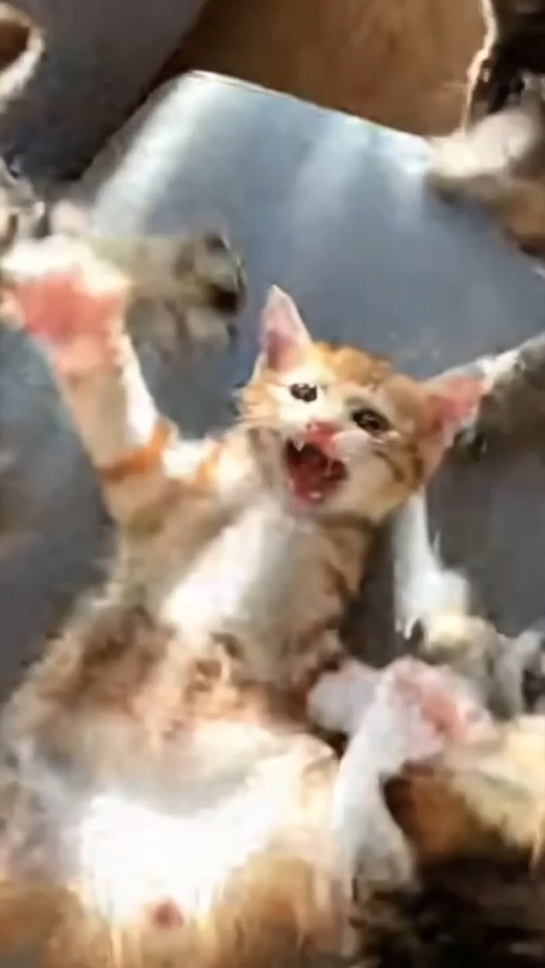 Kitten Life: Get Ready For the Kitty Rumble #short #kitten | Kitten ...