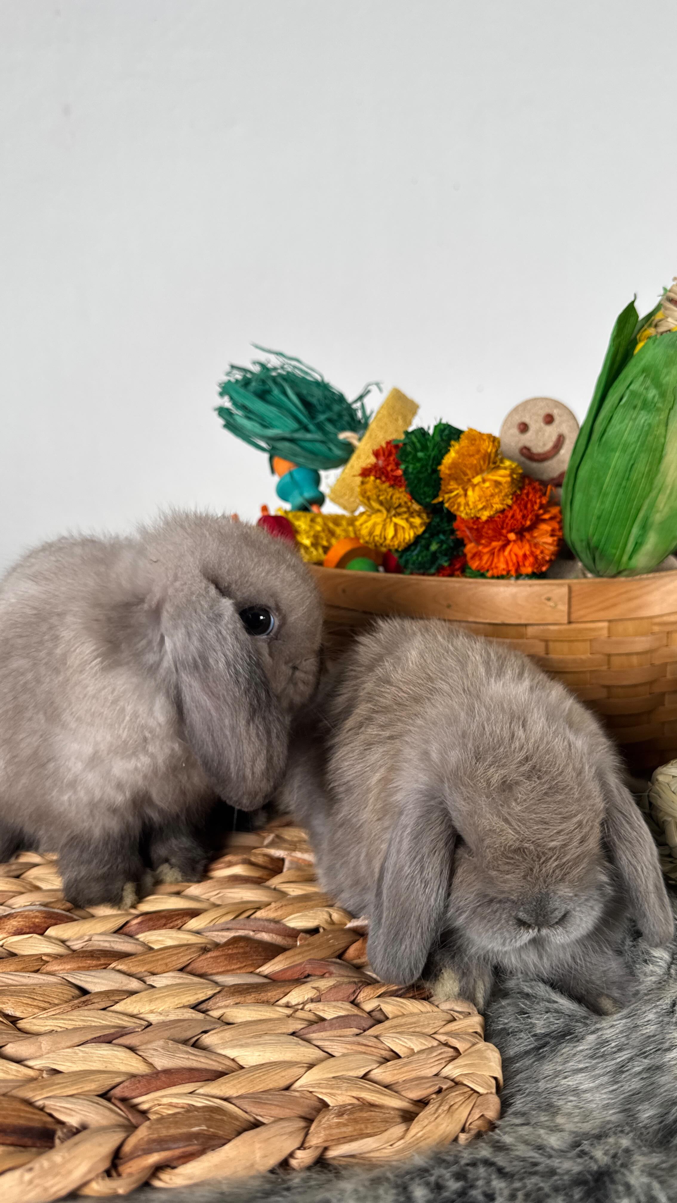 Small in size but BIG in charm! 🐰 Meet the Netherland Dwarf, one of the ...