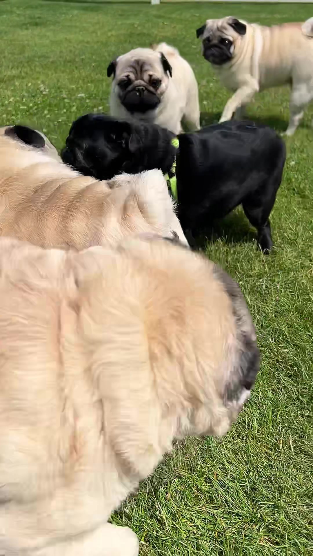Meet Maddie ️ We had a visit on the weekend from a dear friend and her ...