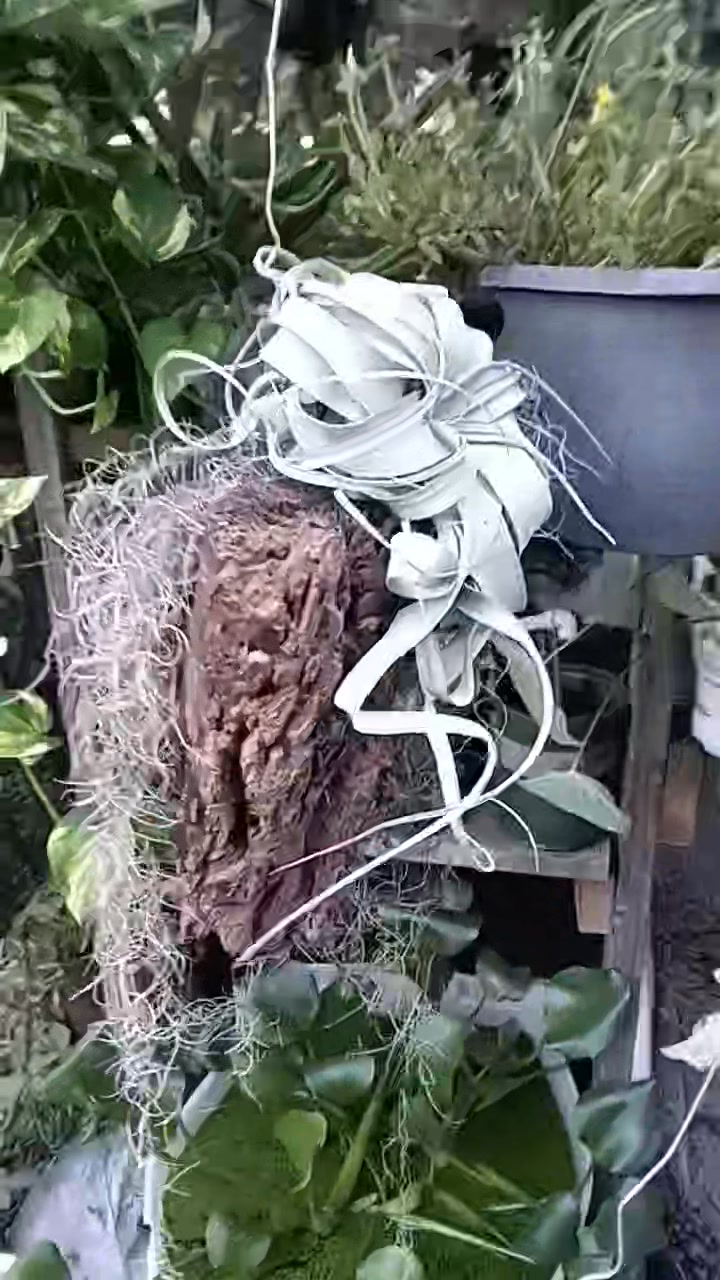 Tillandsia concolor Red Prince: The normal Tillandsia concolor has