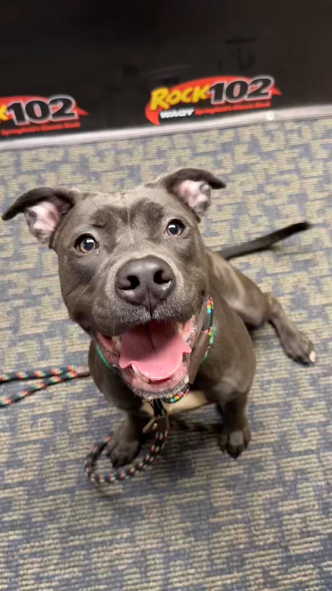 Meet Dottie! She’s looking for her forever home #adoptme #adoptabledogs ...