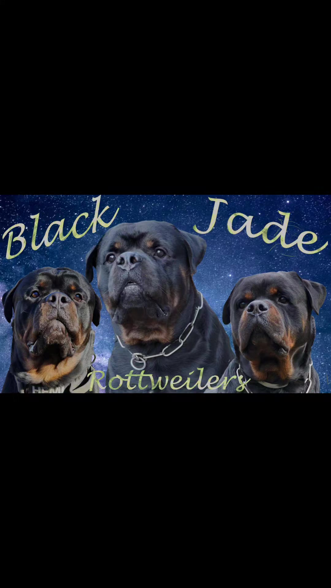 Black Jade Rottweilers | Yup, this is the litter of twelve. Alright ...