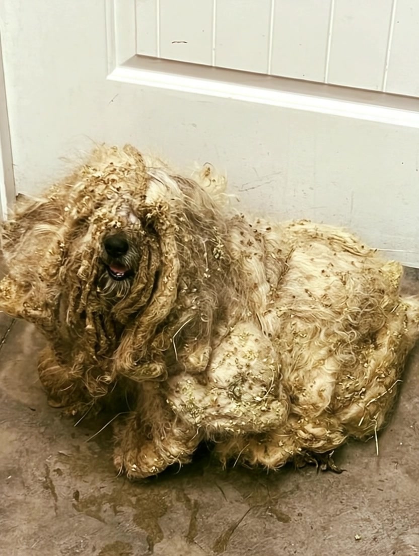 Curated visual reference: Tangled Yarn Dog Rescue Reference: Our Organization Had Never Witnessed A More Distressing Scene A