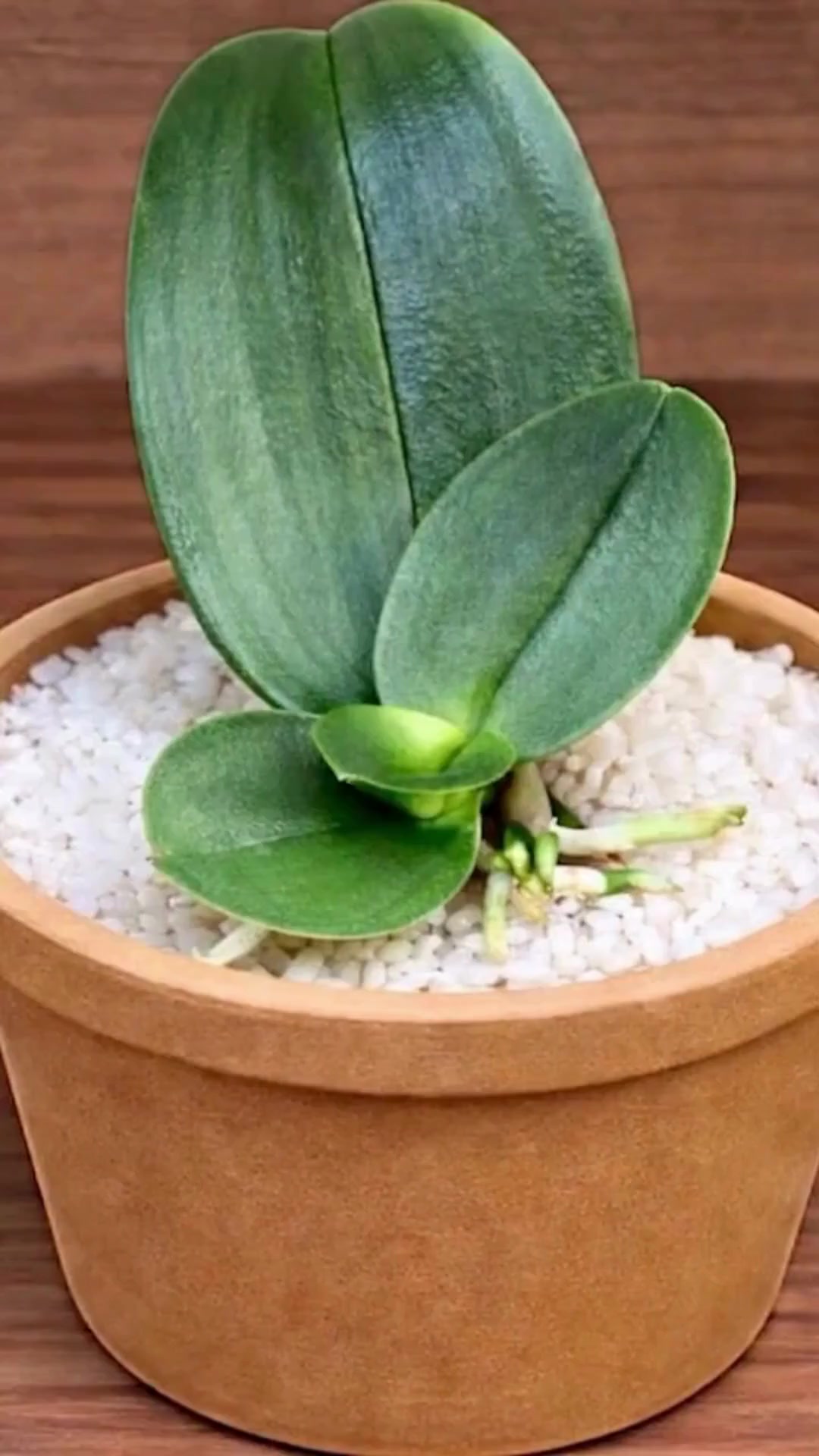 How to Quickly Revive Any Dying Orchid Using Only Rice | The Perfect ...